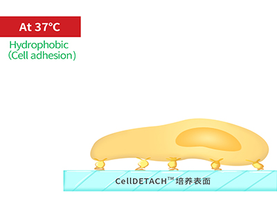 37℃時(shí)，溫敏聚合物涂層為高分子卷縮狀態(tài)，表現(xiàn)為輕度疏水性，更有利于細(xì)胞的貼附