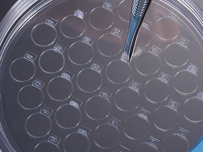 細(xì)胞爬片柄成一定角度翹起，方便操作者直接夾取