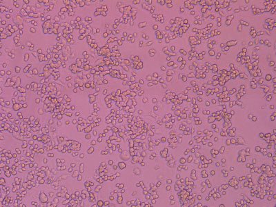 經(jīng)細胞培養(yǎng)測試驗證，細胞貼壁率達 90% 以上，貼壁細胞活率達95%以上