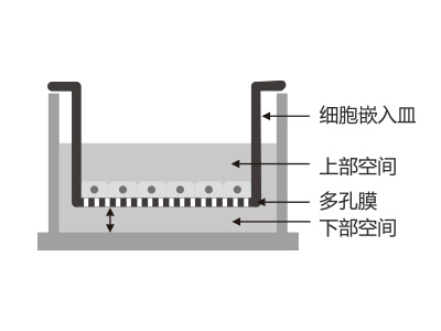 懸掛式設(shè)計(jì)，嵌入皿移細(xì)胞嵌入皿移動(dòng)時(shí)單層細(xì)胞不受影響上部空間 ，還能防止培養(yǎng)液通過中毛細(xì)作用流失